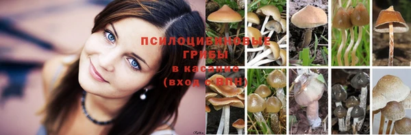шишки Балабаново